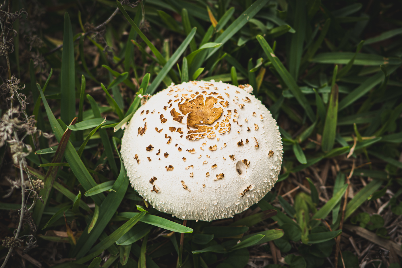 Mushroom top